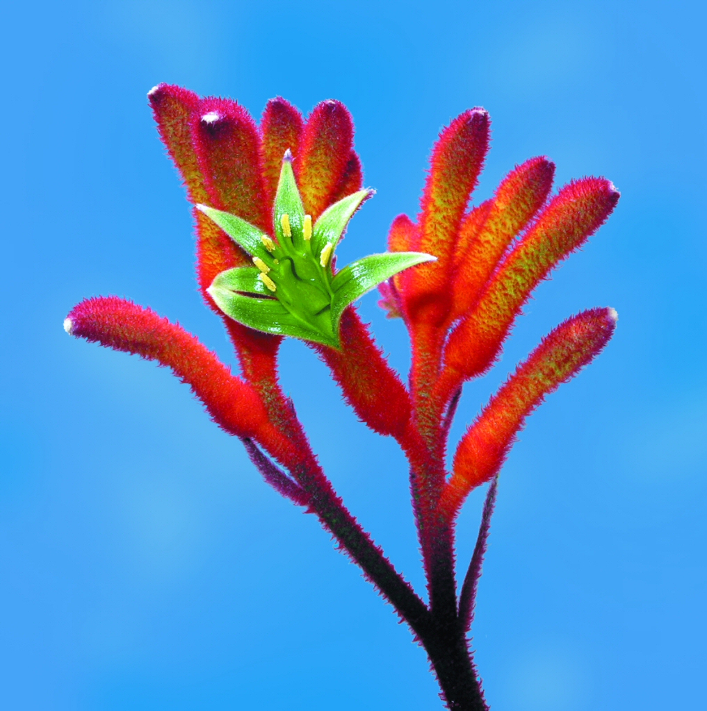 Anigozanthos ‘Bush Spark’ – Kangaroo Paw