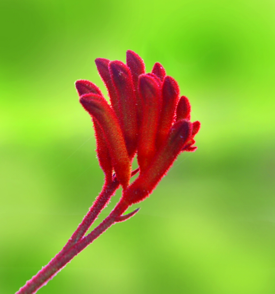 Anigozanthos ‘Bush Sunset’ – Kangaroo Paw