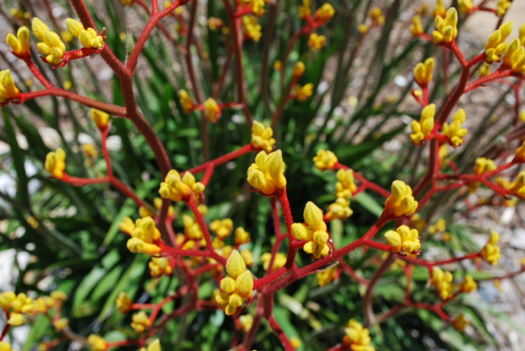 Anigozanthos ‘Cross of Gold’ – Kangaroo Paw