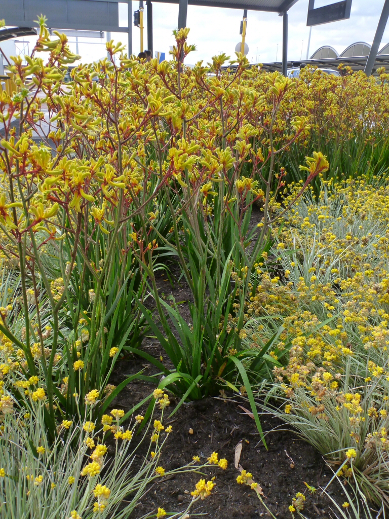 Anigozanthos ‘Gold Velvet’ – Kangaroo Paw