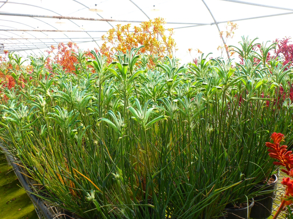 Anigozanthos viridis ‘Green Dragon’ – Kangaroo Paw