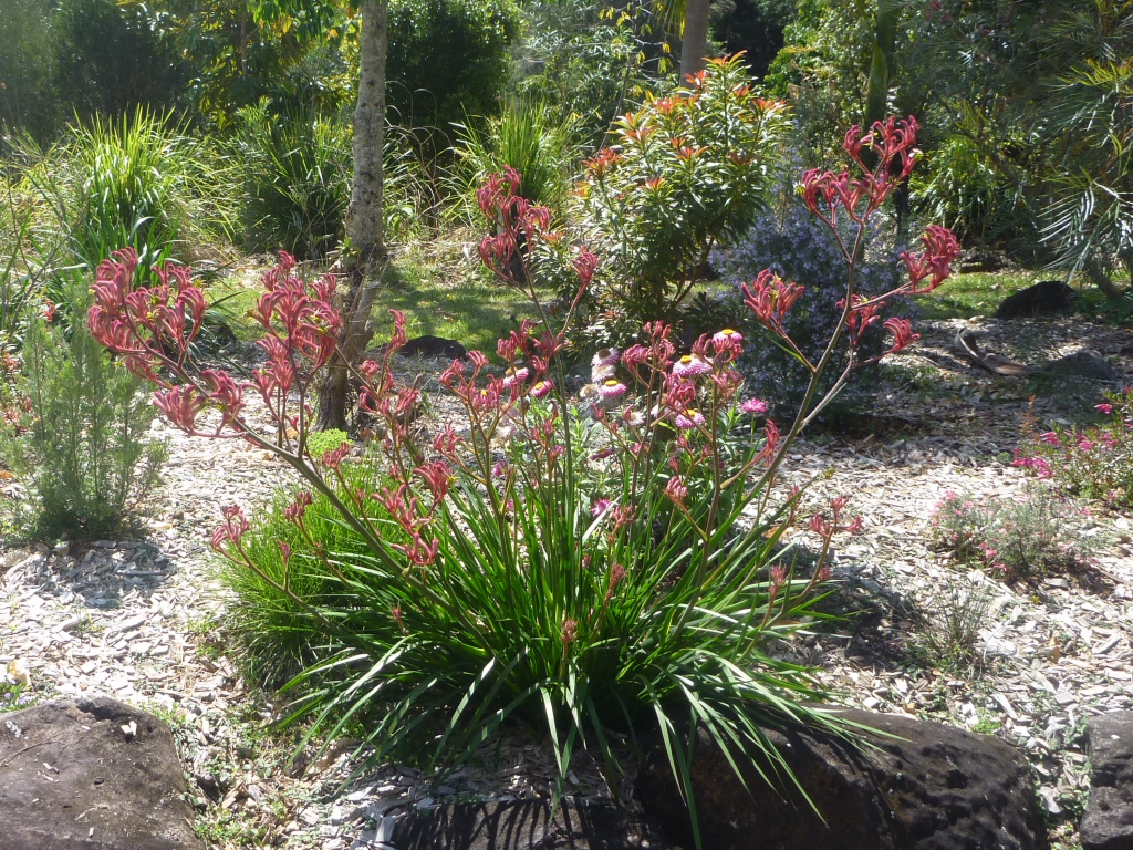 Anigozanthos ‘Midas Touch’ – Kangaroo Paw