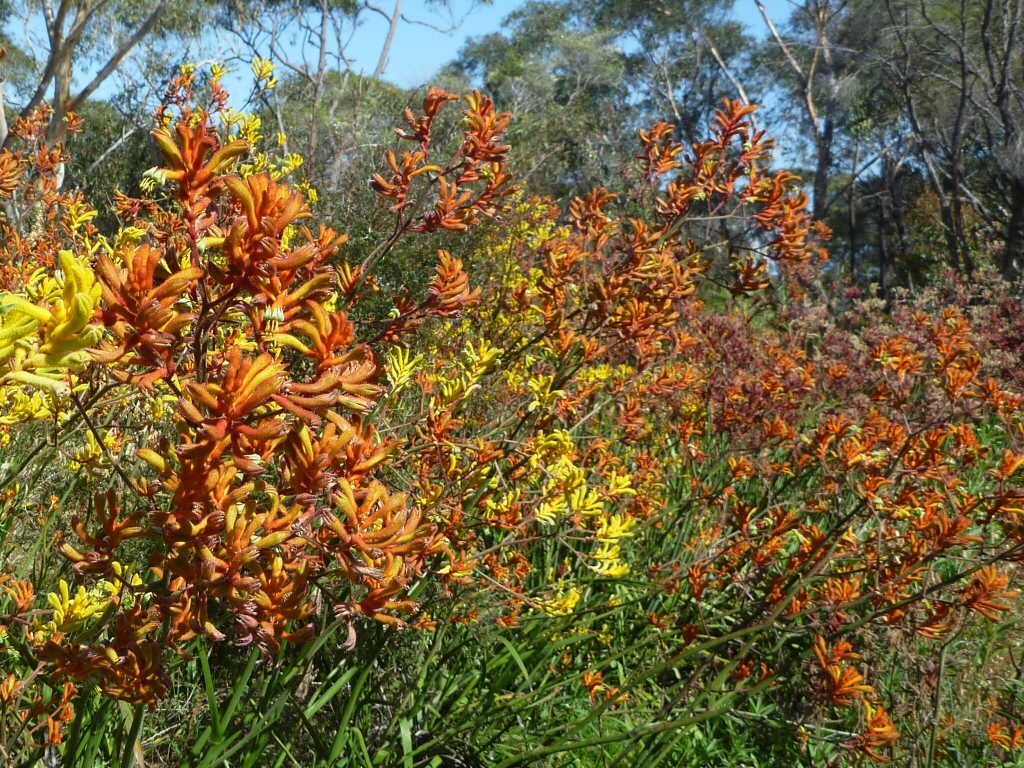 Anigozanthos ‘Orange Cross’ – Kangaroo Paw