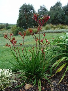Anigozanthos ‘Regal Velvet’ – Kangaroo Paw