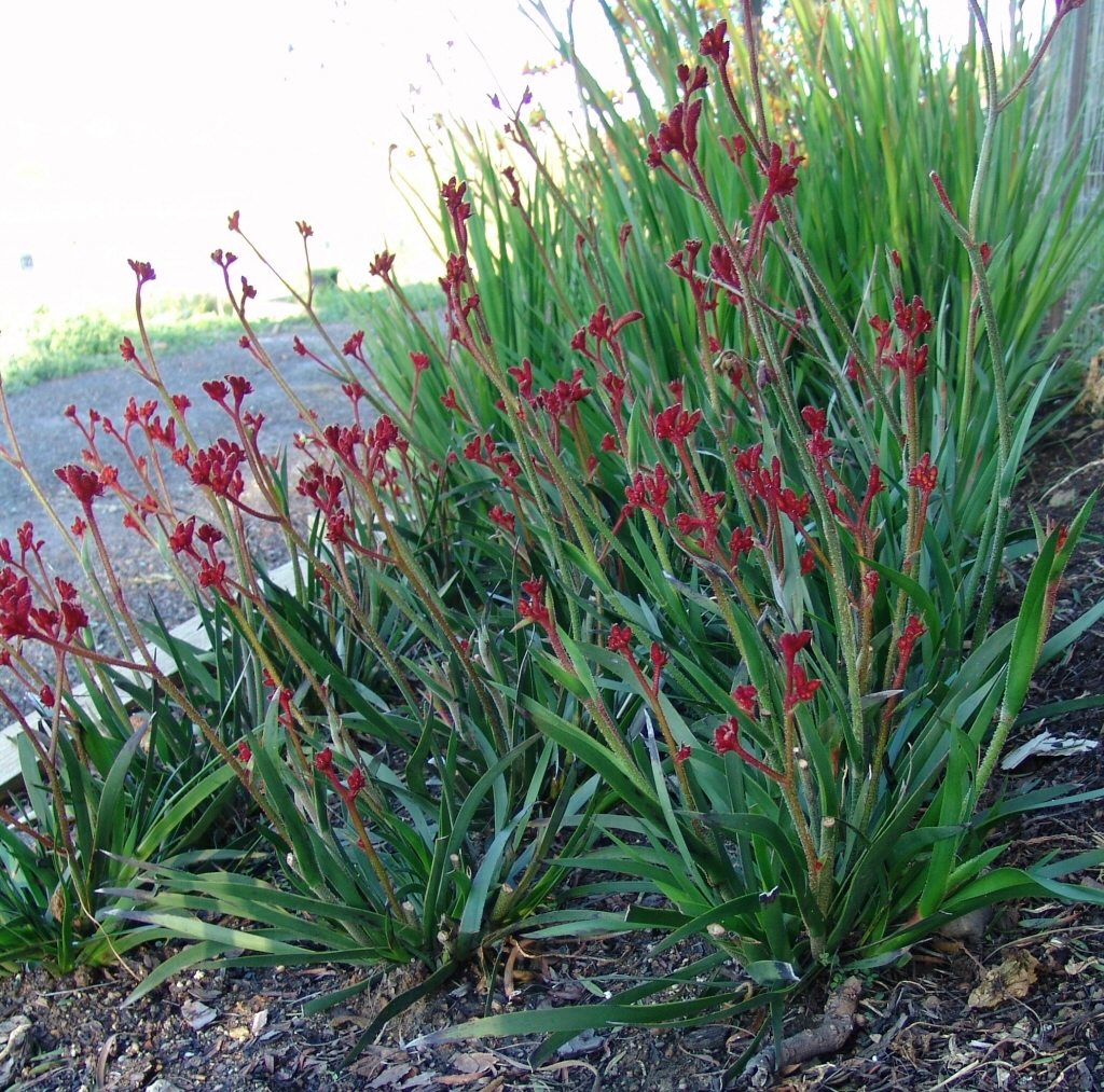 Anigozanthos ‘Ruby Velvet’ – Kangaroo Paw