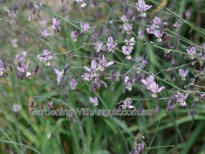 Arthropodium milleflorum – Pale Vanilla Lily