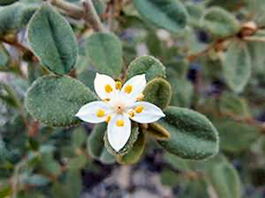 Asterolasia species ‘Dungowan Creek’