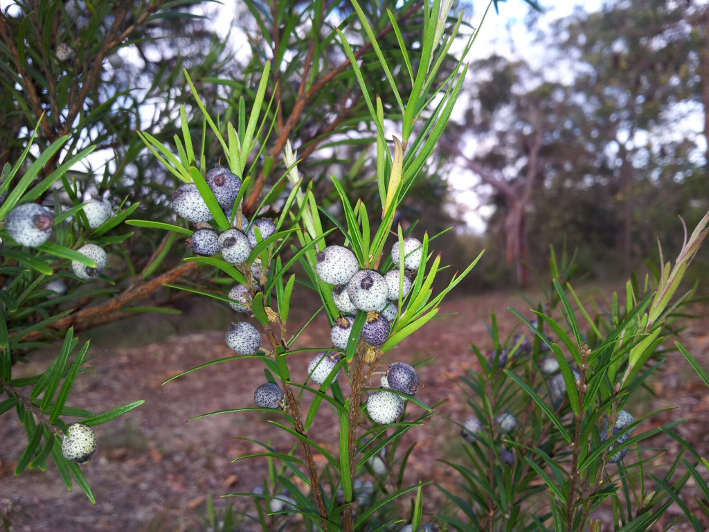 Austromyrtus migdgin-berry 'Coppertops'