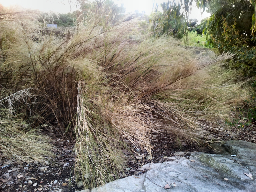 Austrostipa ramosissima – Bamboo Grass