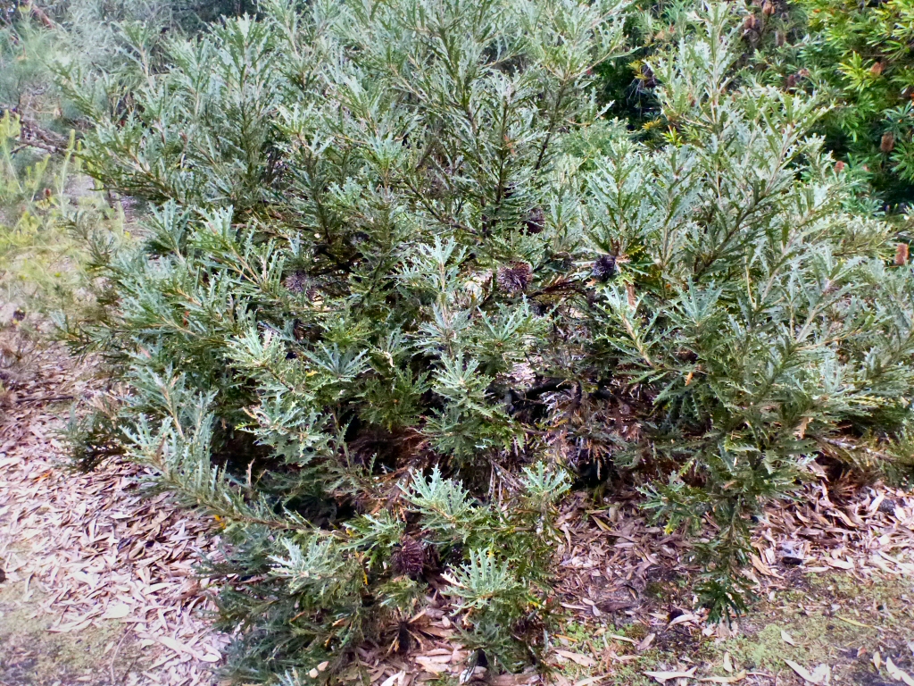 Banksia aculeata – Prickly Banksia