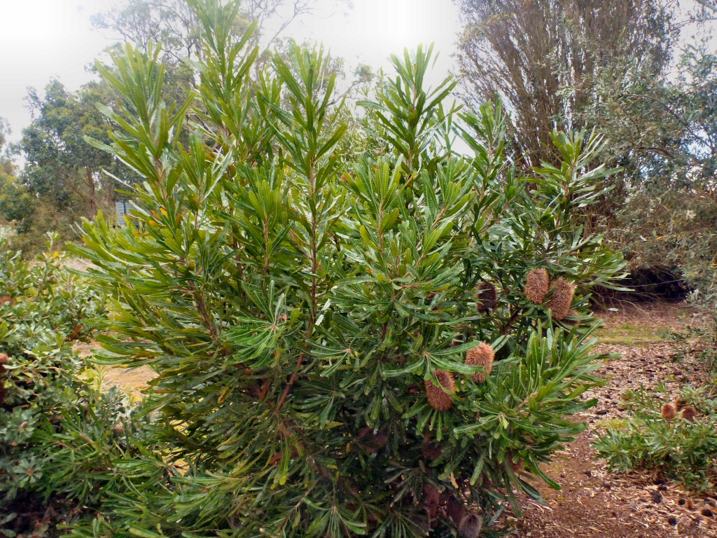 Banksia aemula – Wallum Banksia