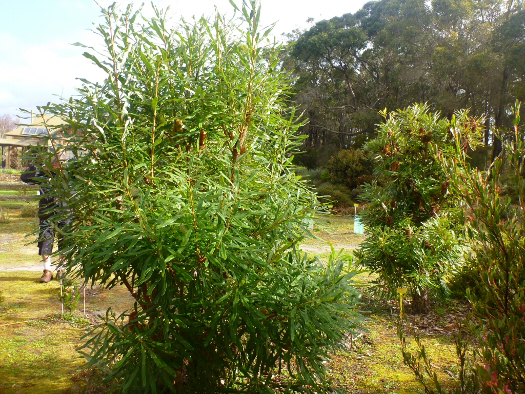 Banksia aquilonia – Banksia