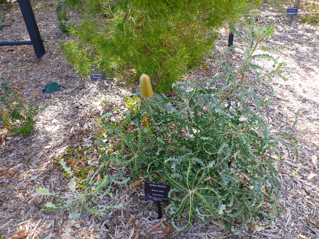 Banksia ashbyi – Ashby’s Banksia