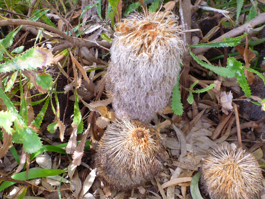 Banksia baueri – Teddy Bear Banksia