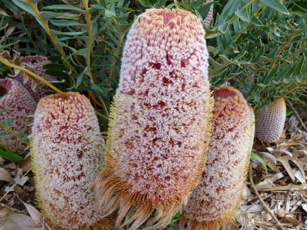 Banksia blechnifolia