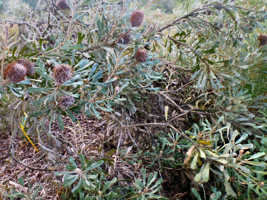 Banksia burdettii – Burdett’s Banksia
