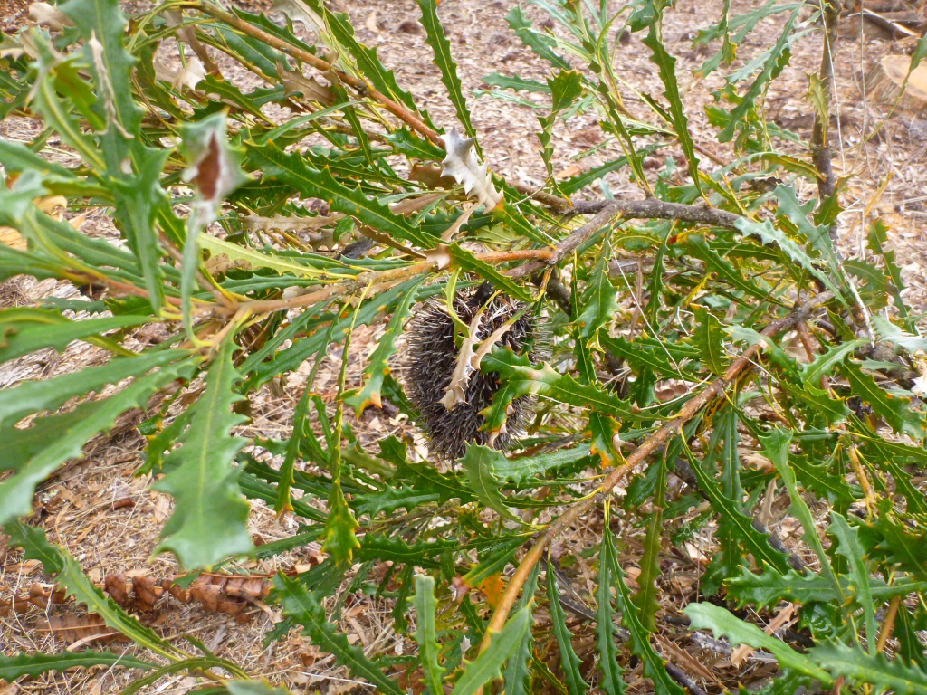 Banksia caleyi – Red Lantern Banksia