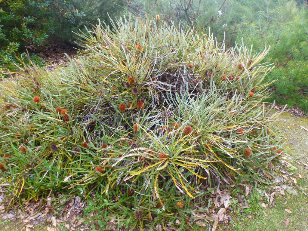 Banksia candolleana – Propeller Banksia