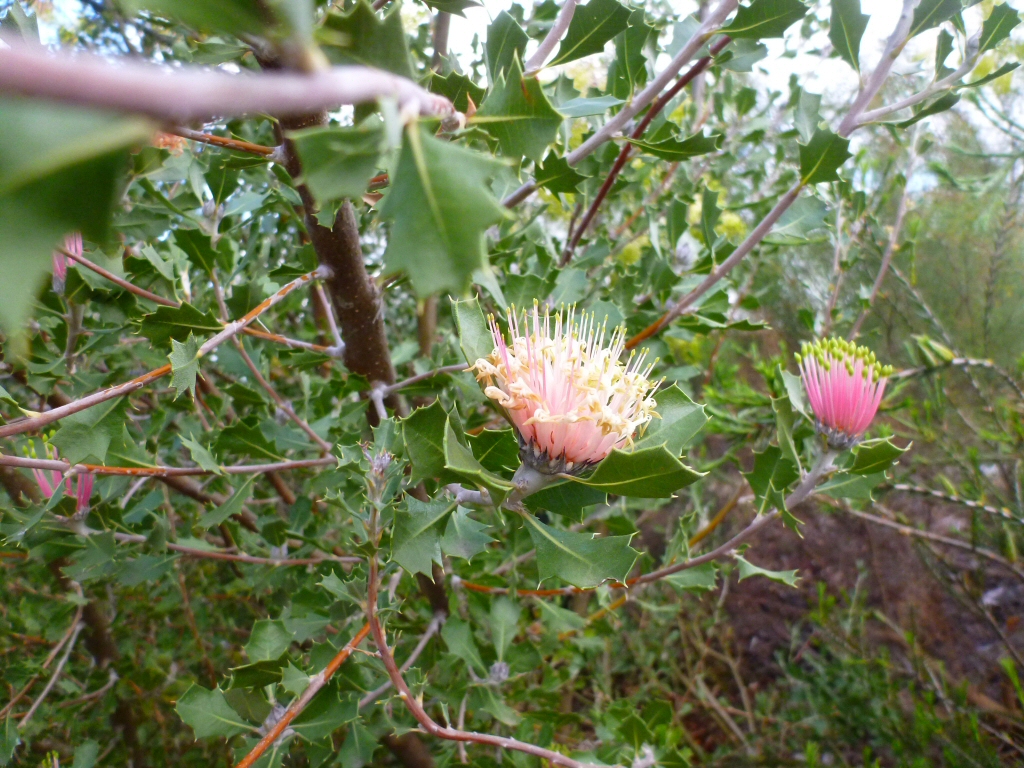 Banksia cuneata – Matchstick Banksia