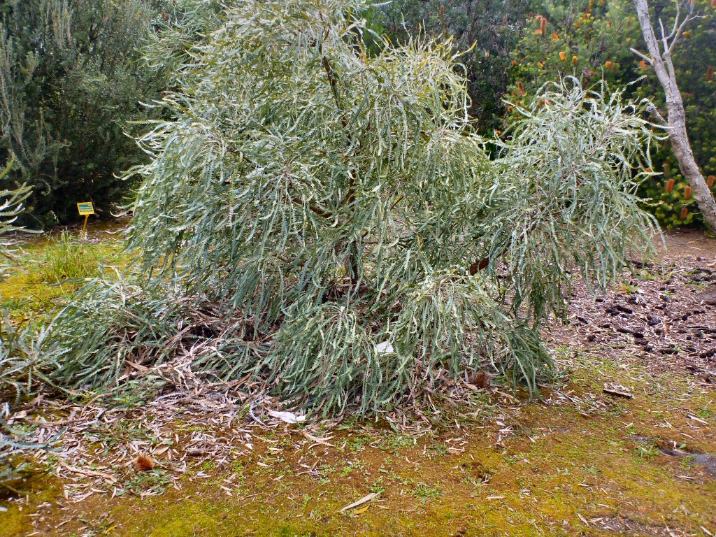 Banksia elegans – Elegant Banksia