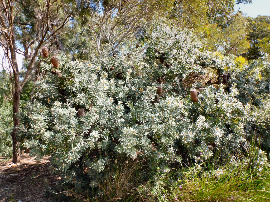Banksia epica – Epic Banksia