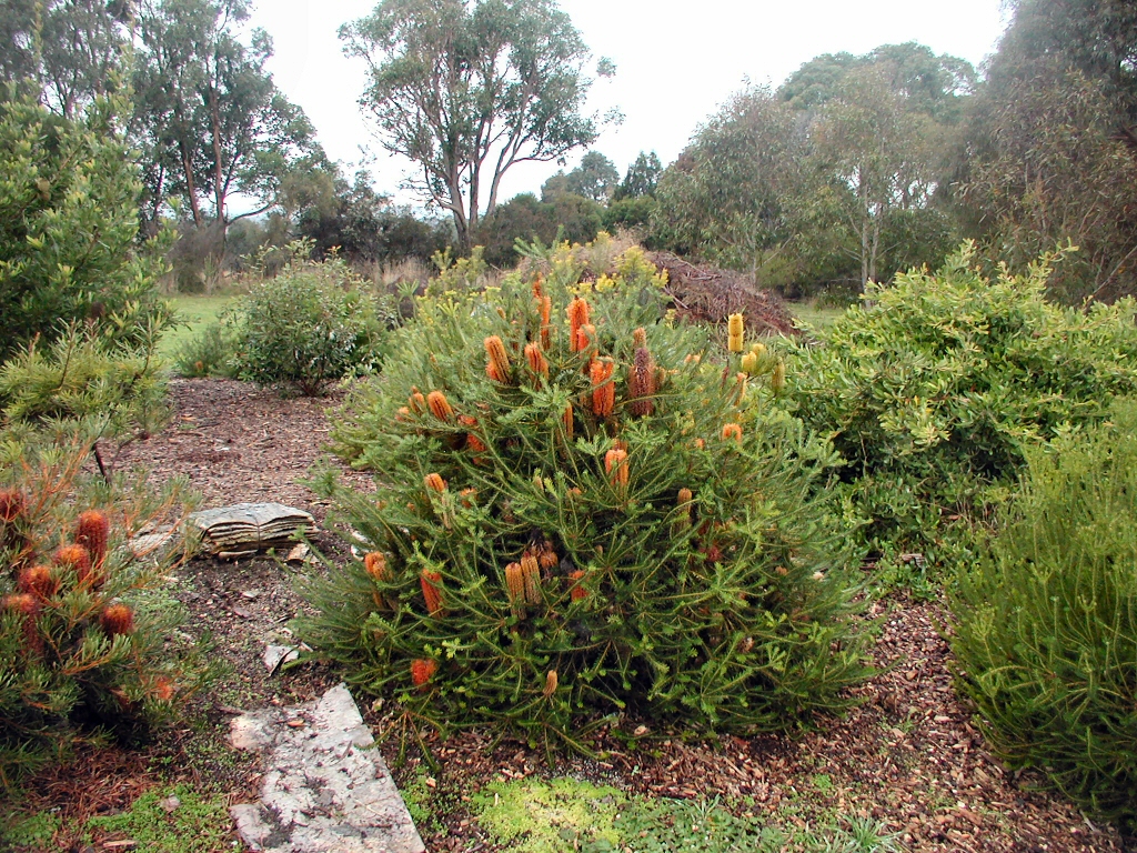 Banksia ericifolia ‘Little Eric’