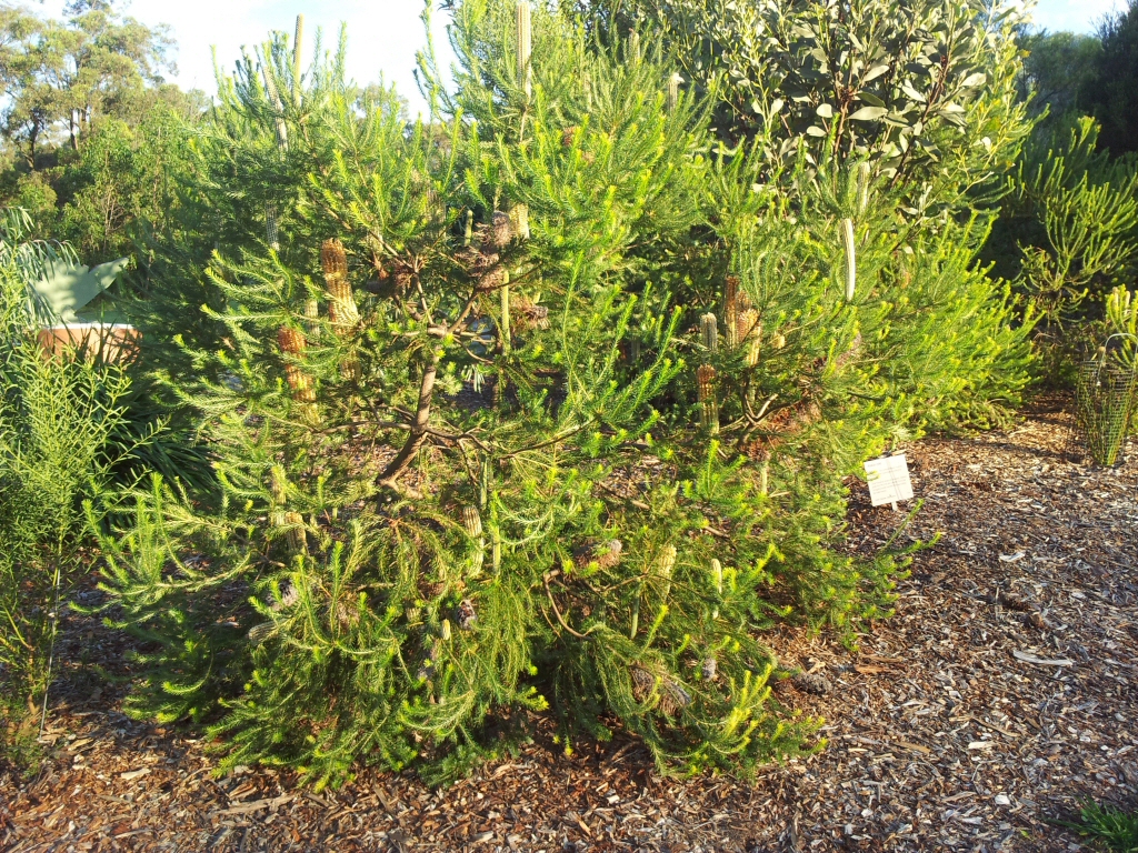 Banksia ericifolia – Heath Banksia
