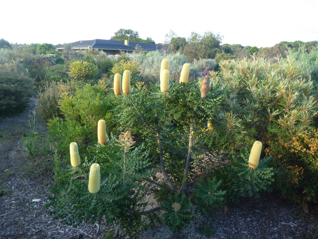 Banksia grandis – Bull Banksia
