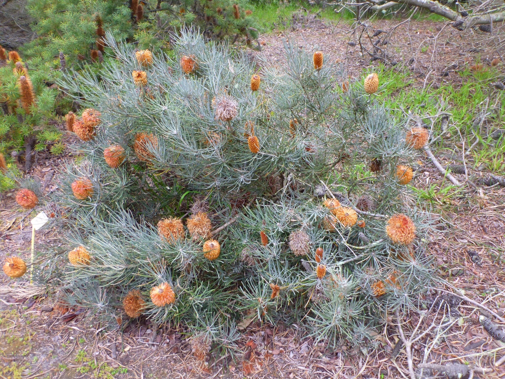 Banksia grossa