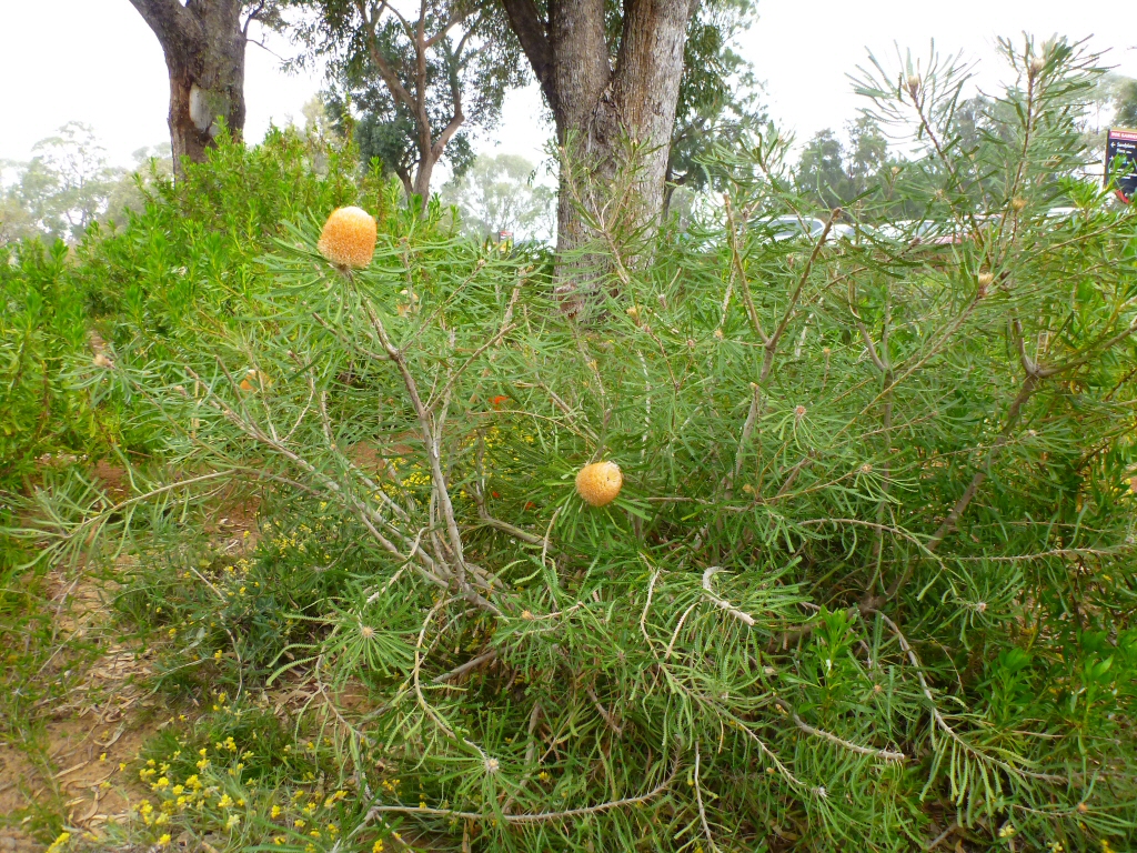 Banksia hookeriana