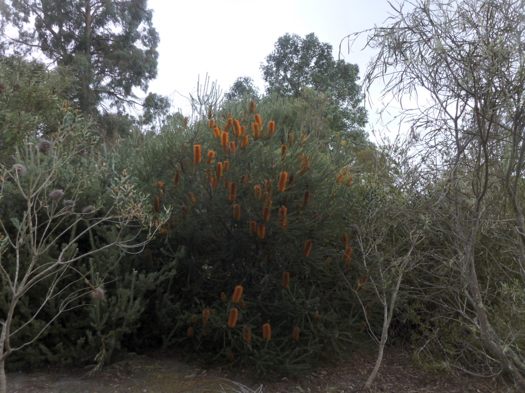 Banksia ‘Yellow Wing’