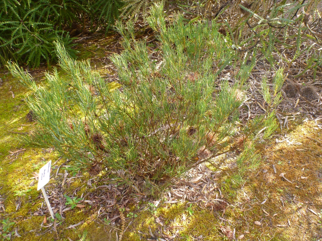 Banksia incana – Hoary Banksia
