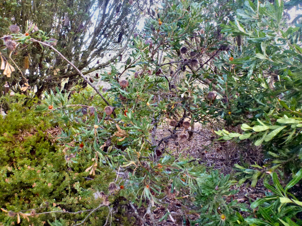 Banksia laevigata
