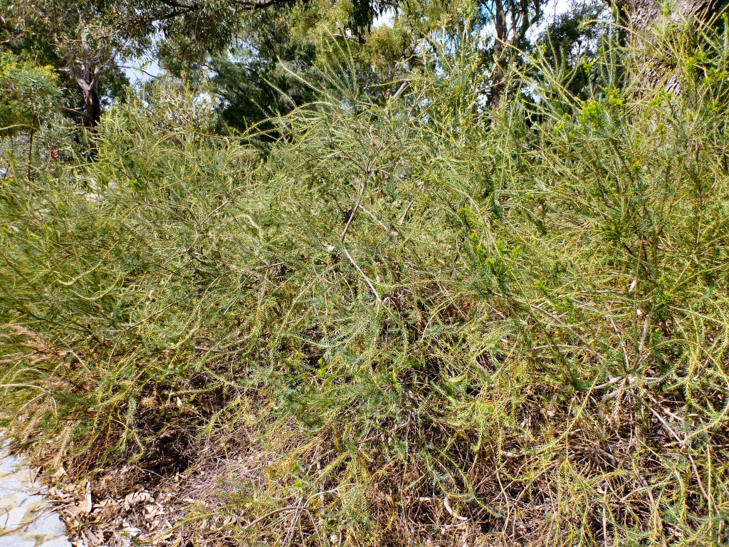 Banksia laricina – Rose-fruited Banksia