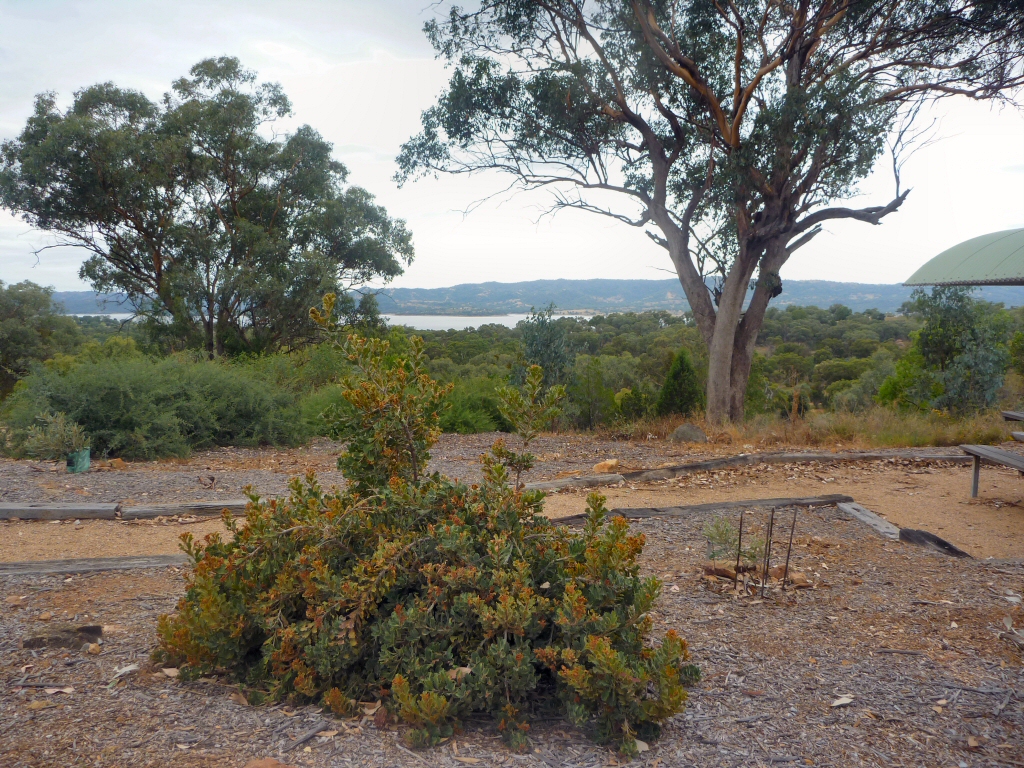 Banksia lemanniana – Yellow Lantern Banksia