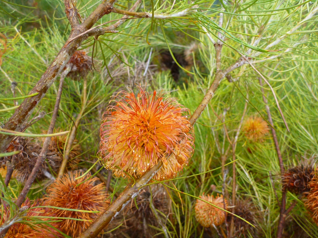 Banksia leptophylla