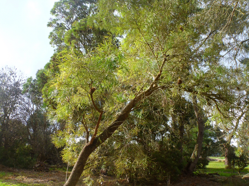 Banksia littoralis – Swamp Banksia