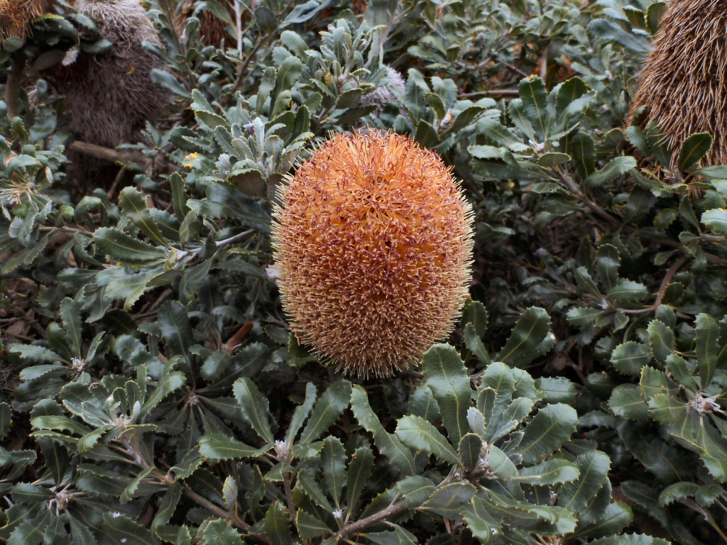 Banksia media – Golden Stalk Banksia