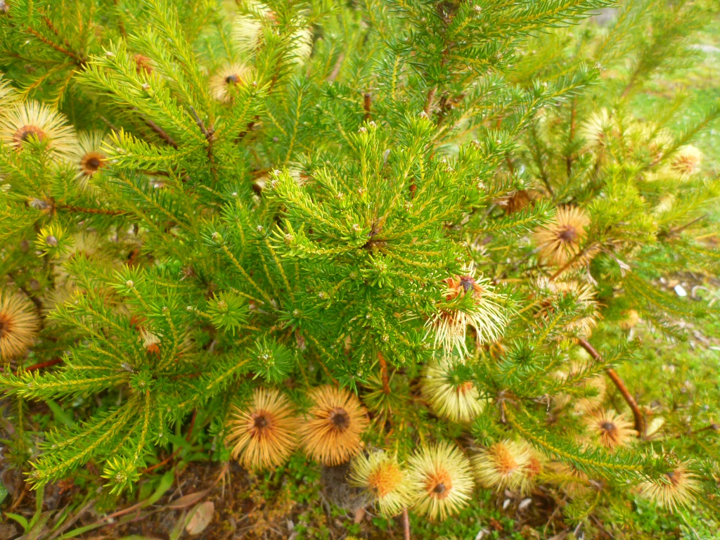 Banksia meisneri – Meisner’s Banksia