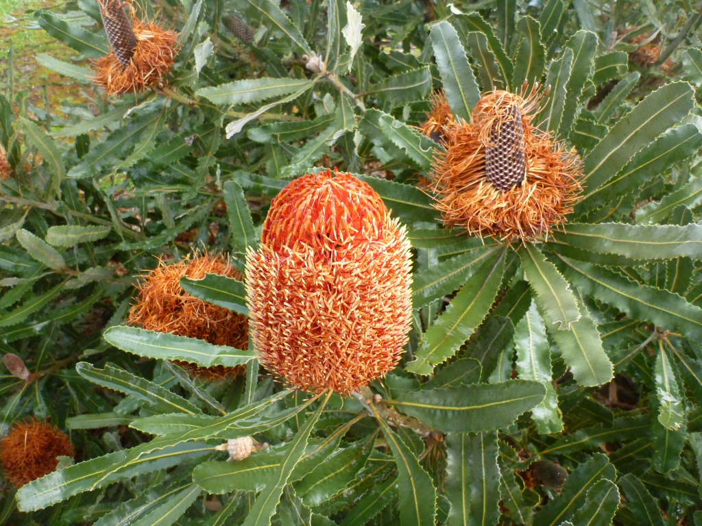 Banksia menziesii – Menzies Banksia
