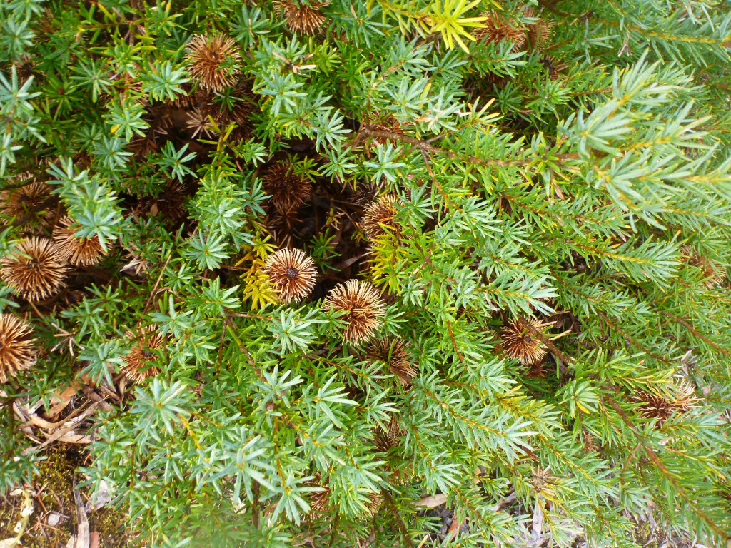 Banksia micrantha