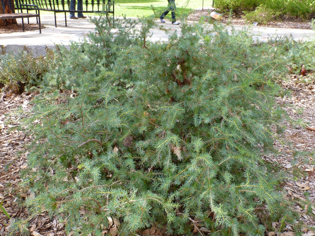 Banksia nutans – Nodding Banksia