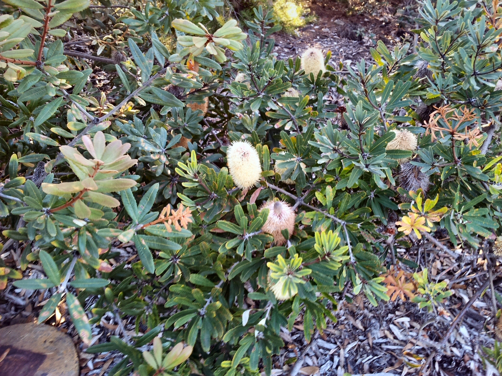 Banksia oblongifolia – Fern Leaf Banksia