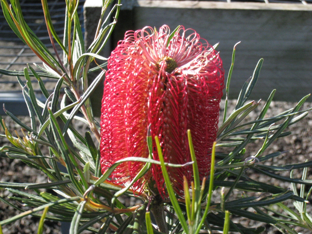 Banksia occidentalis – Waterbush Banksia