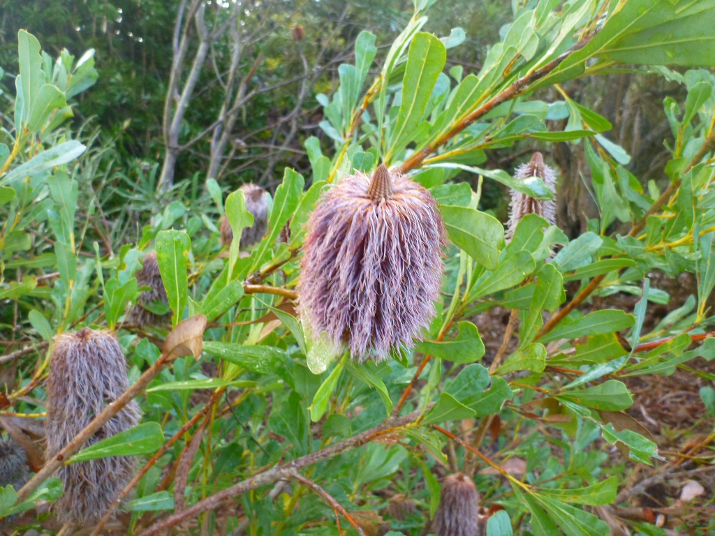 Banksia oreophila – Western Mountains Banksia