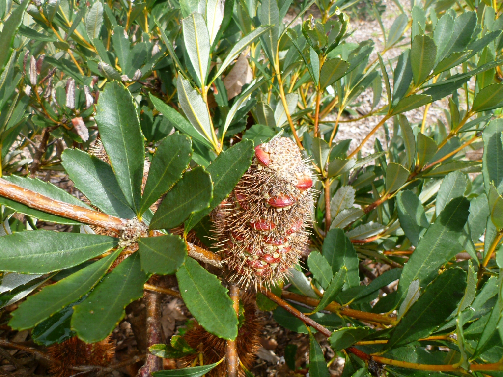 Banksia paludosa – Swamp Banksia
