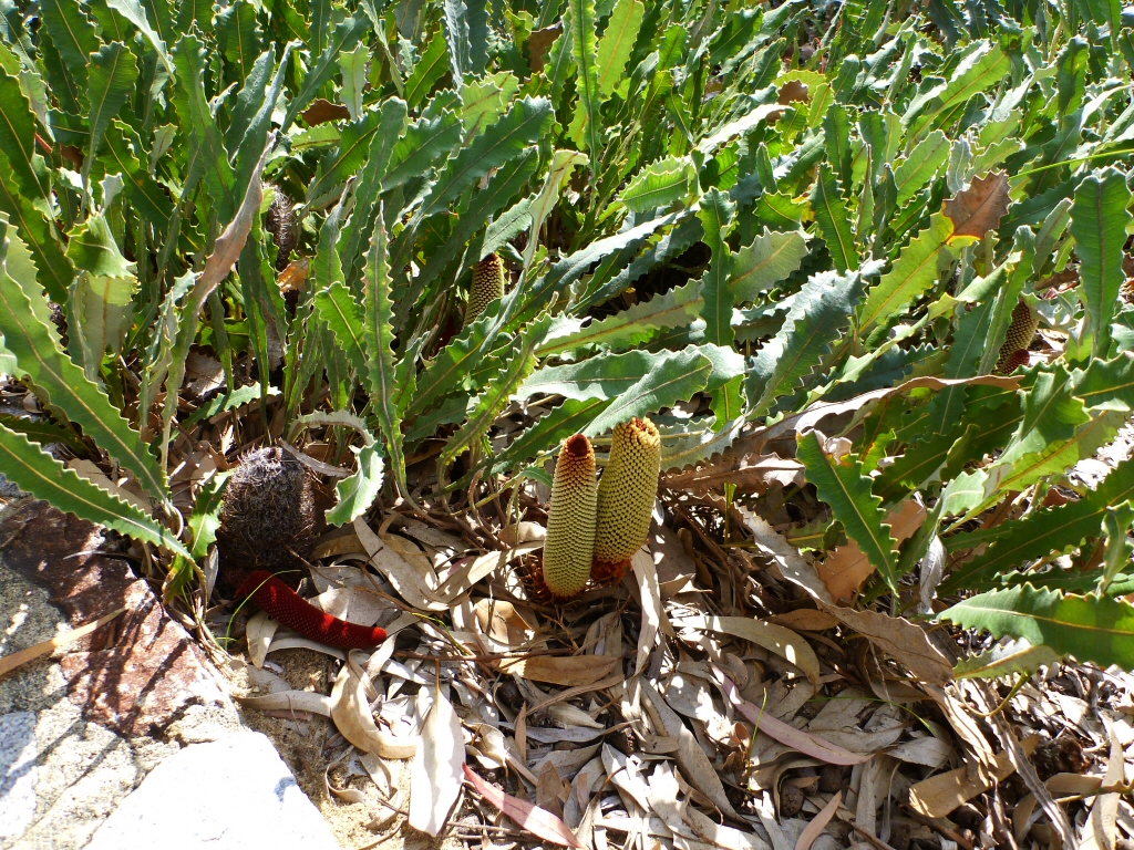 Banksia petiolaris