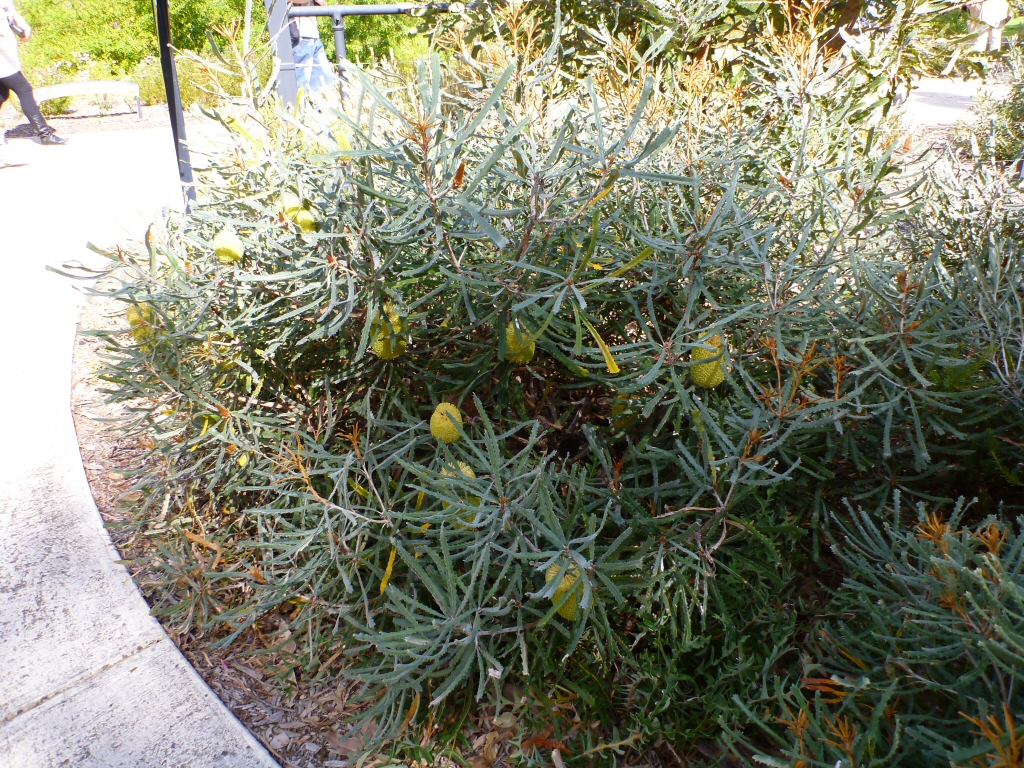Banksia pilostylis