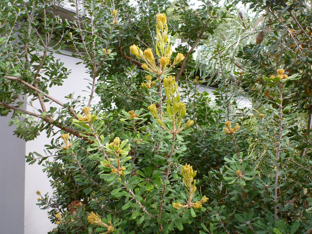 Banksia praemorsa – Cut Leaf Banksia