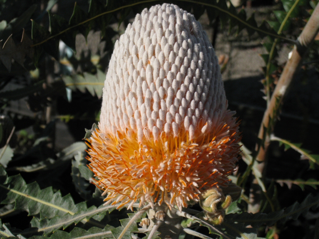Banksia prionotes – Orange Banksia